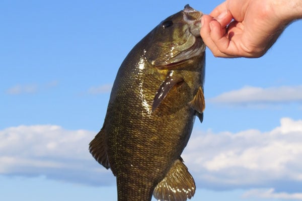 What’s In Your Tacklebox For Spring Bass?
