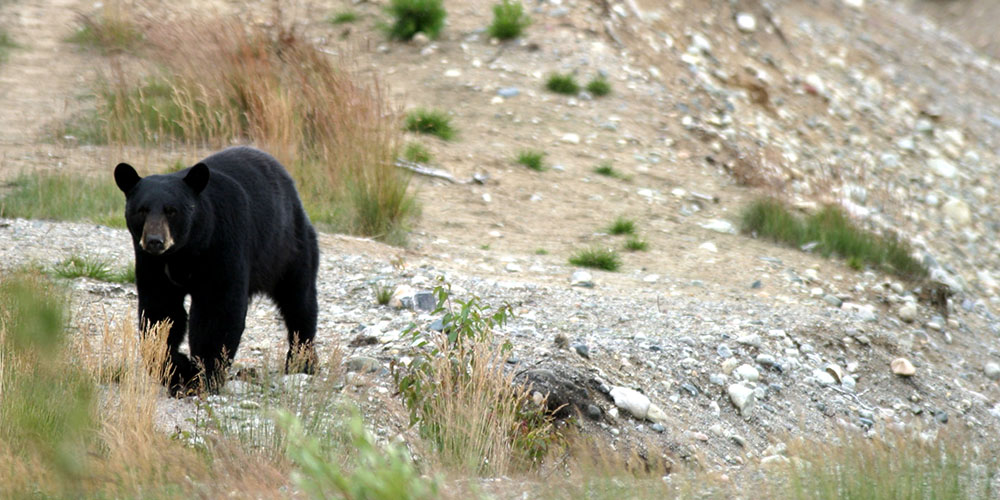 bear vs mountain lion