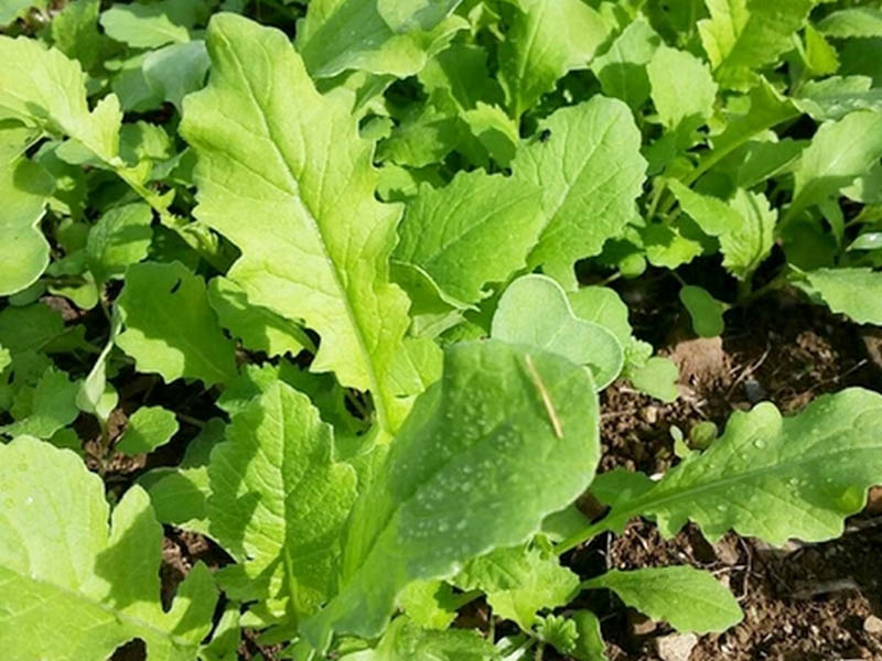 small-food-plots-2