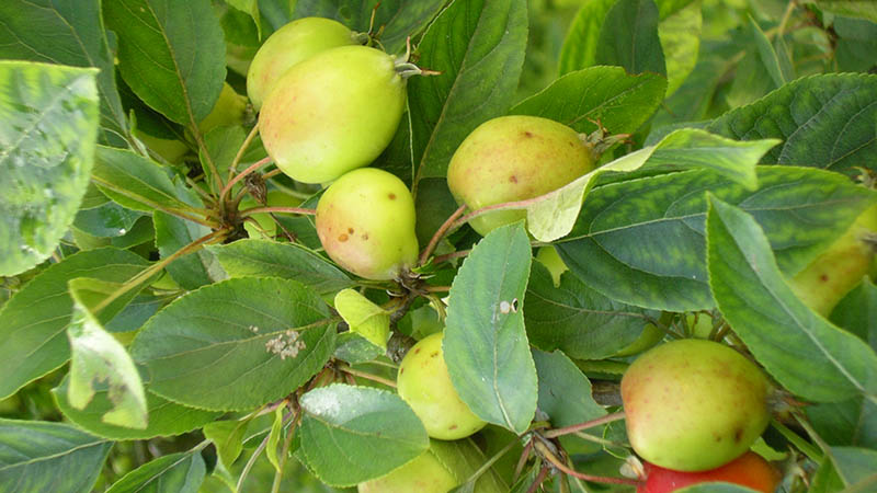 small-food-plots-4