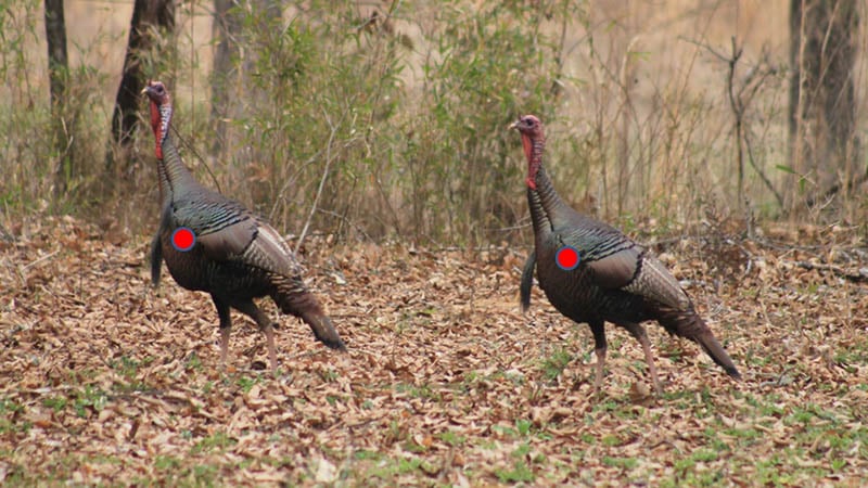 bow-hunting-turkeys-4