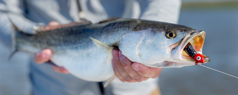 Fall Speckled Trout: Master The Art of Targeting