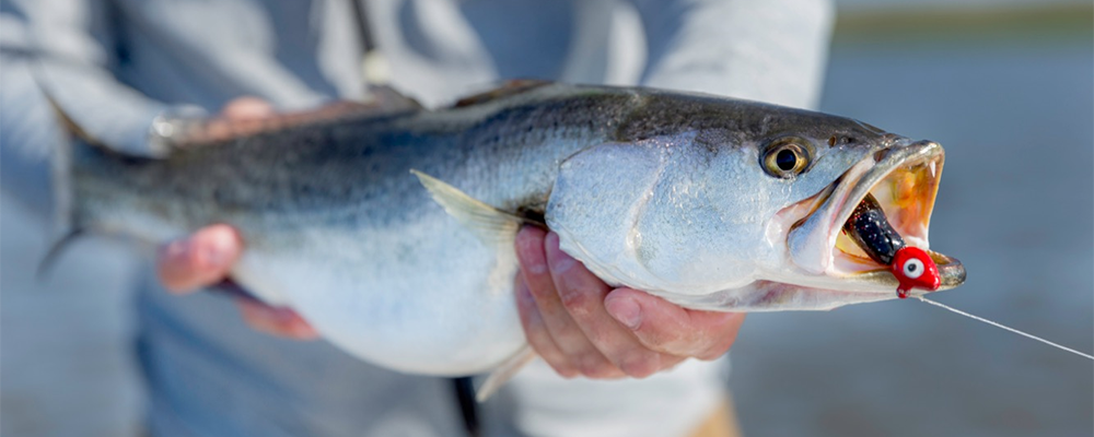 This Is How To Catch Trout At The Jetty (Using The Power Prawn)