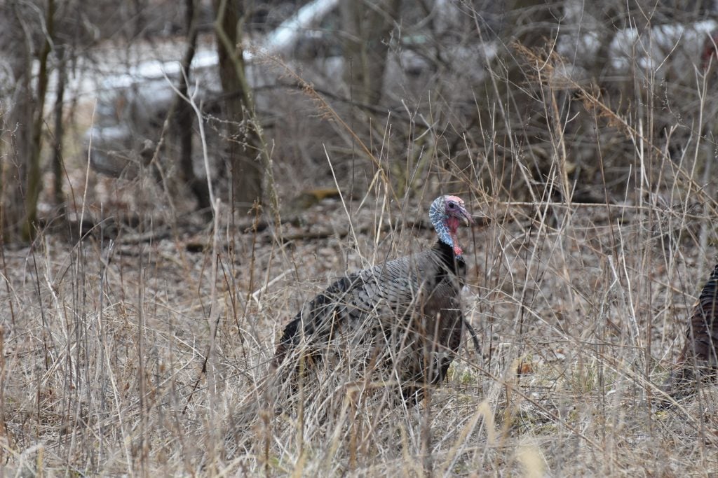 Turkey Hunting In Foul Weather