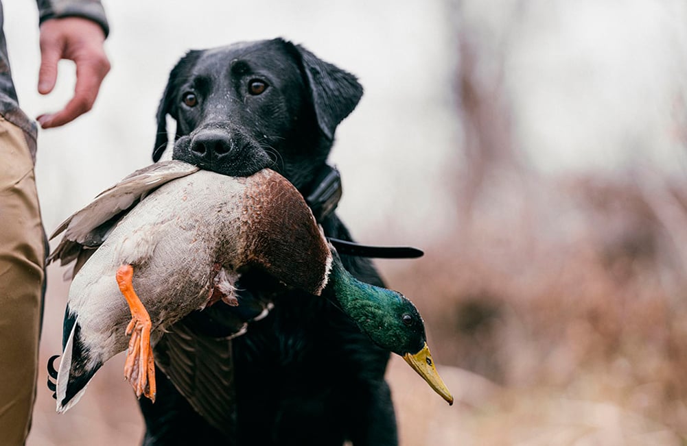 wild goose hunting