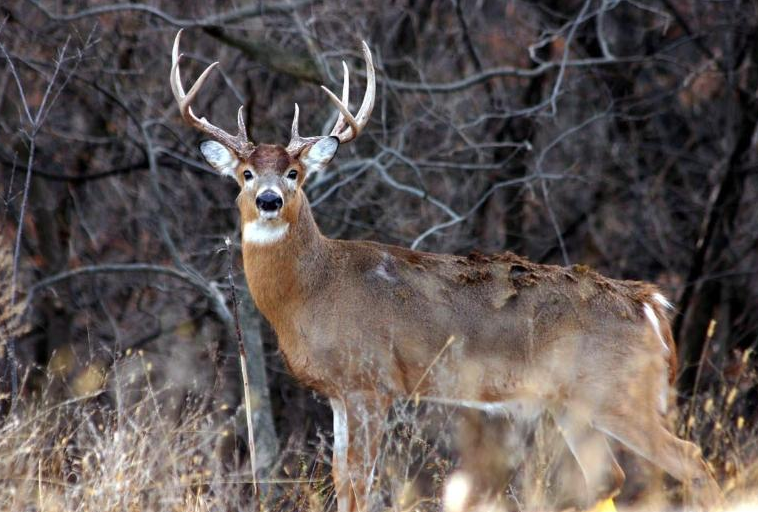 Best Hunting Deer Calls 2022