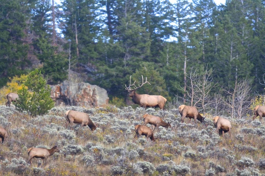 Colorado Hunting