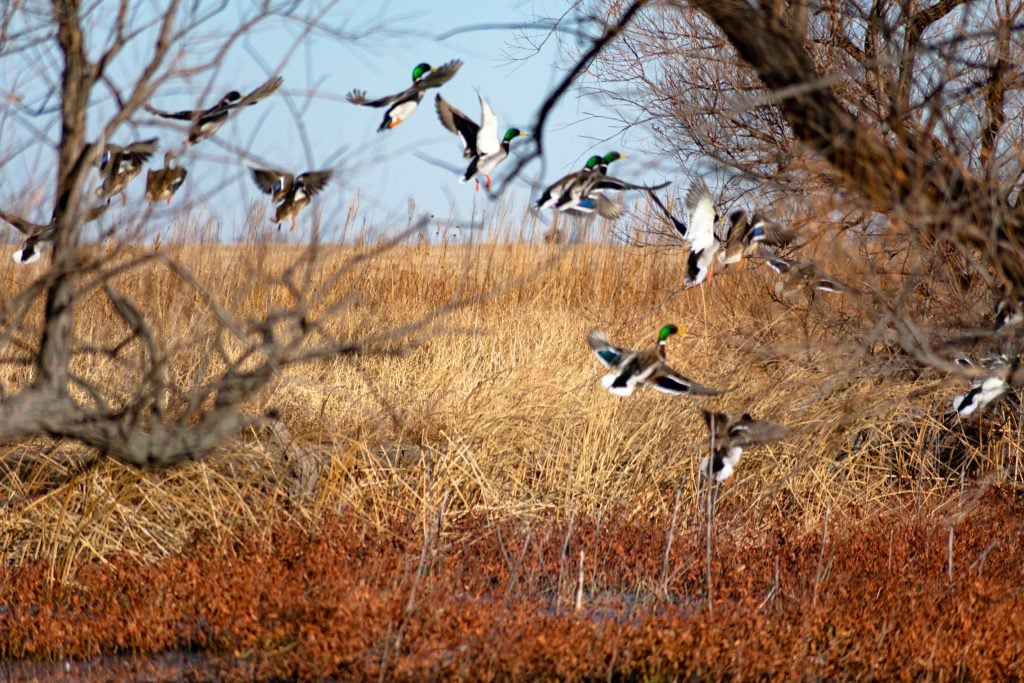 Kansas Hunting