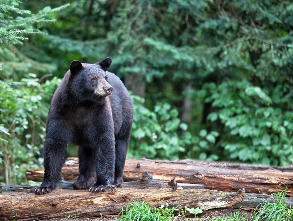 Wisconsin Bear Hunting