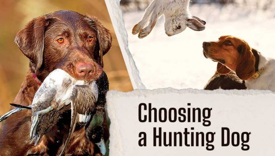 Choosing a hunting dog