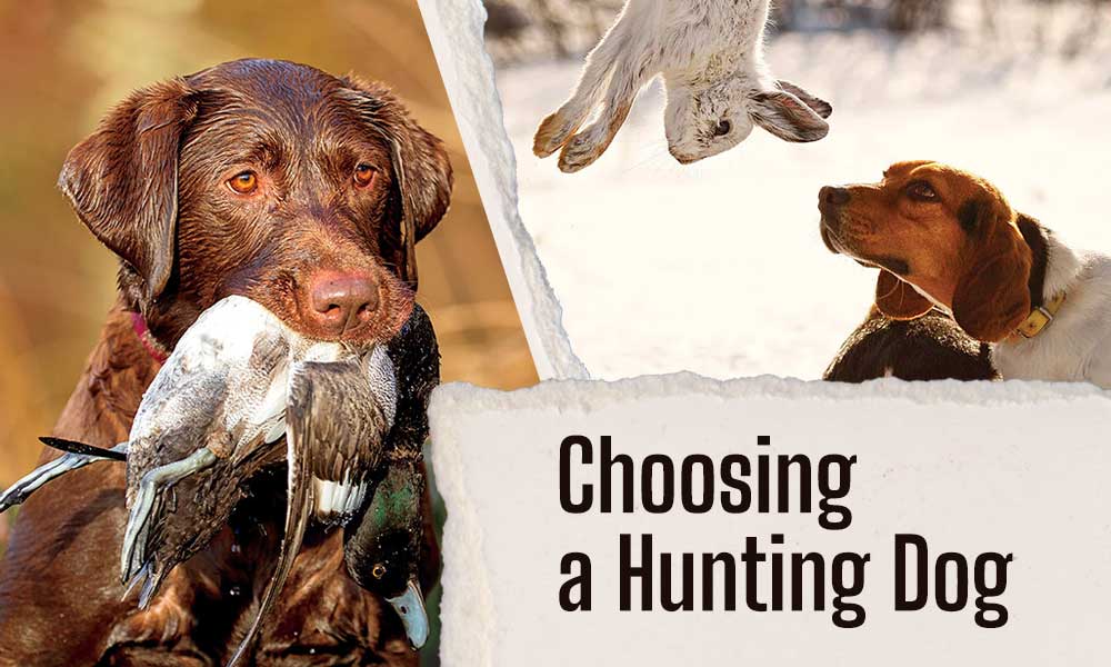 Best dual hot sale purpose hunting dog