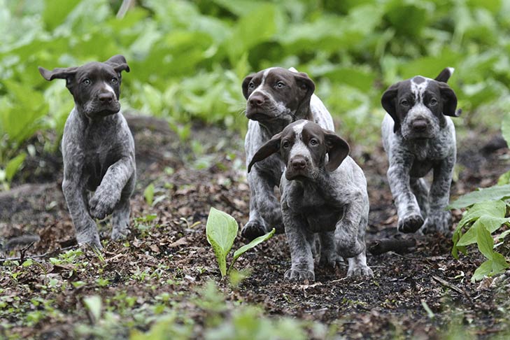 pointer puppies