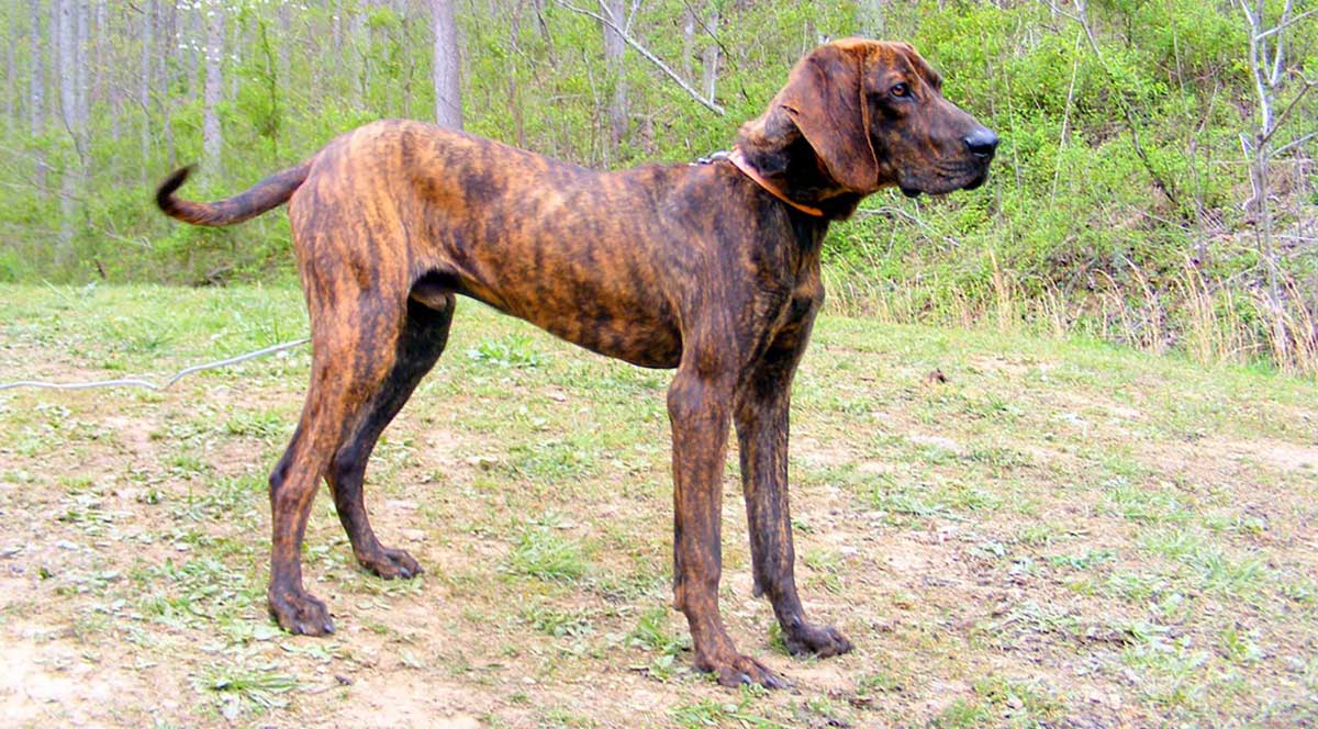 plott hound hunting