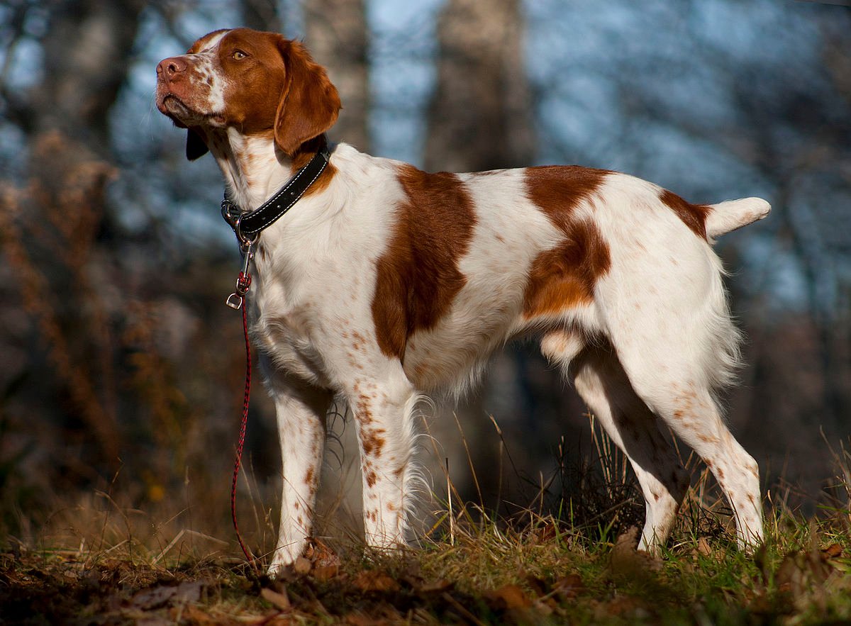 Best bird dogs for hot sale hunting