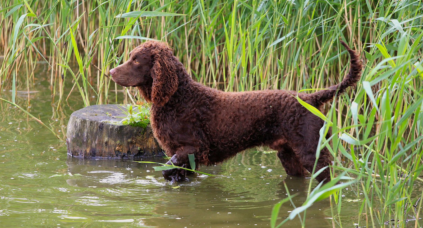 american water spaniel