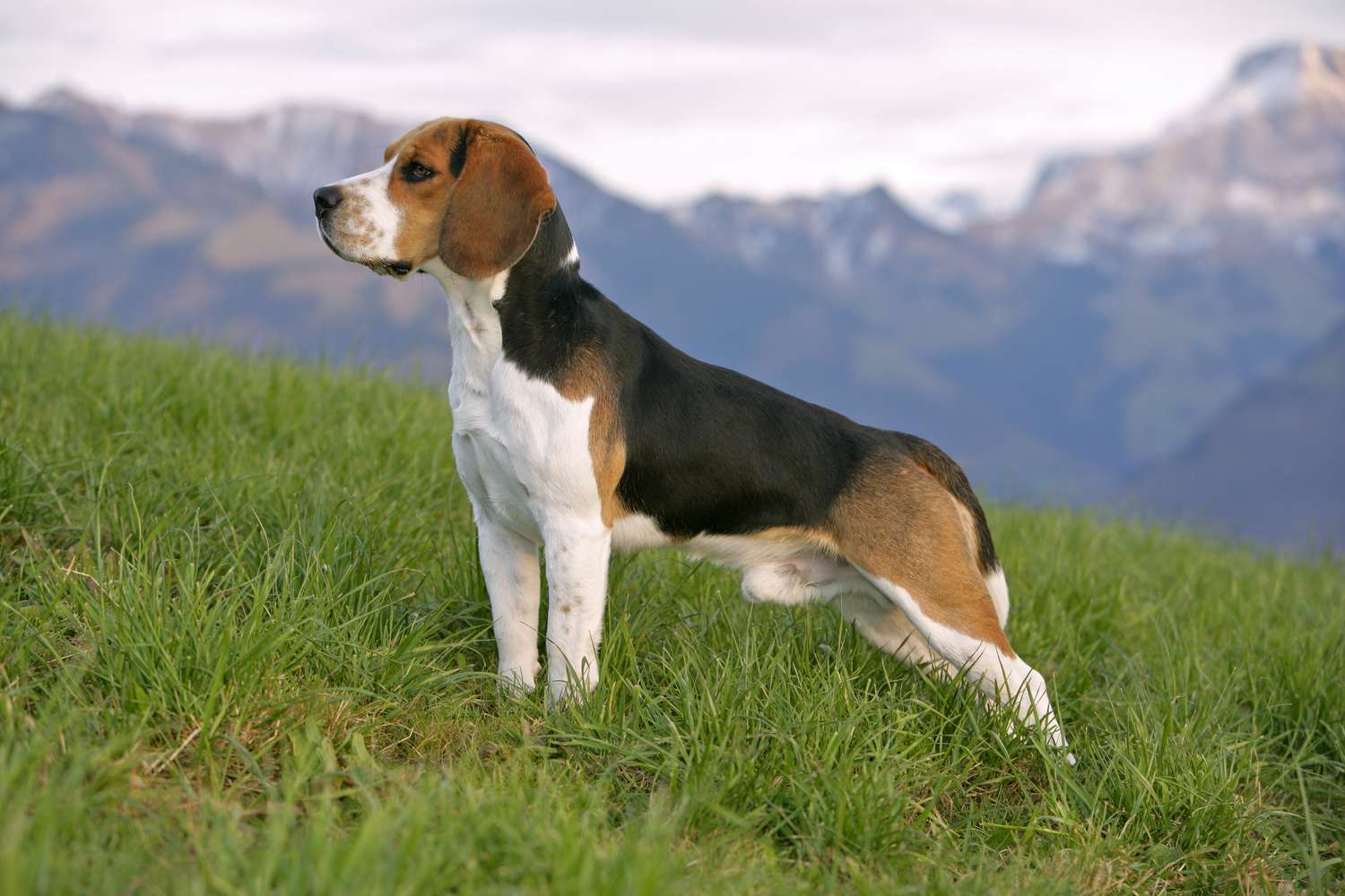 beagle