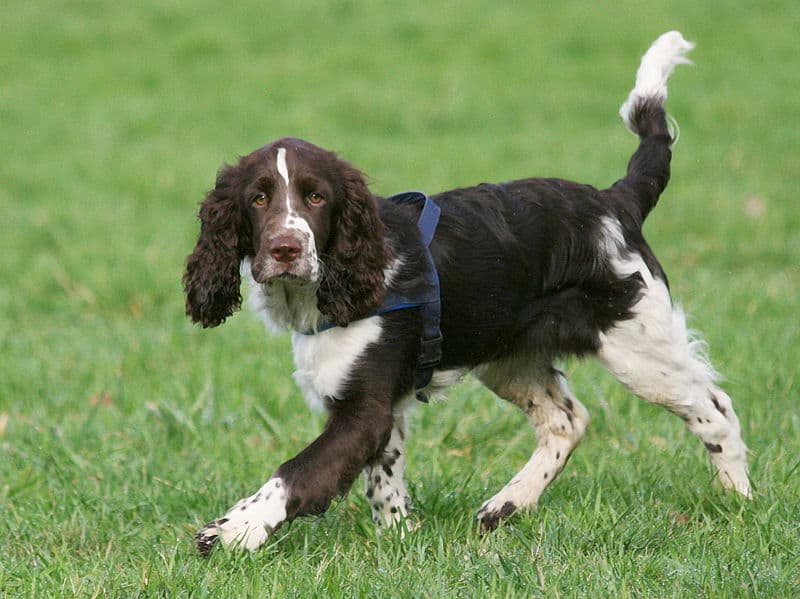 english springer spaniel