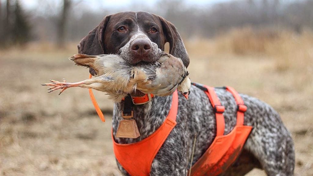 German shorthair best sale hunting dog