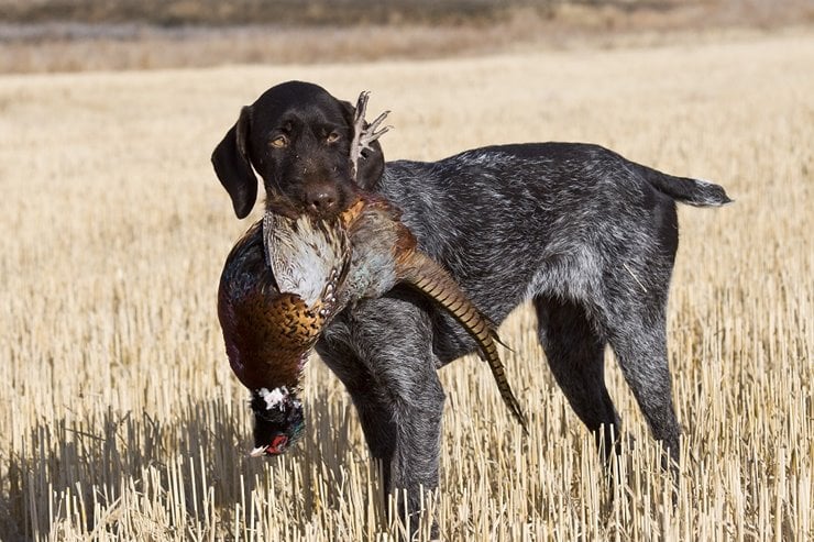 german wirehaired pointer