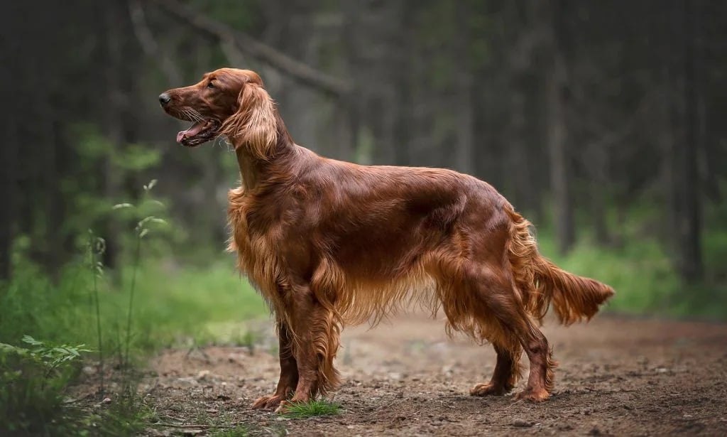 irish setter