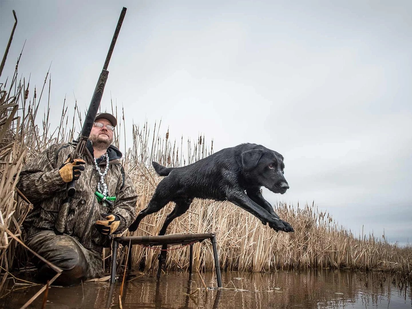 labrador retriever hunting