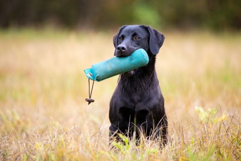 Training a hunting dog