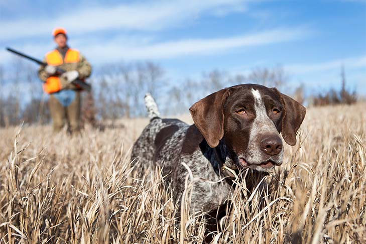 upland bird hunting with a dog