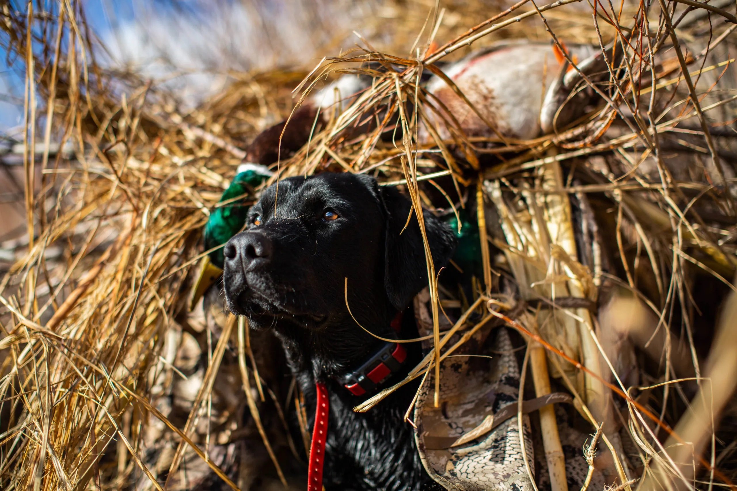 english setter duck hunting