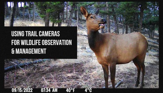 how to use trail cameras for wildlife observation