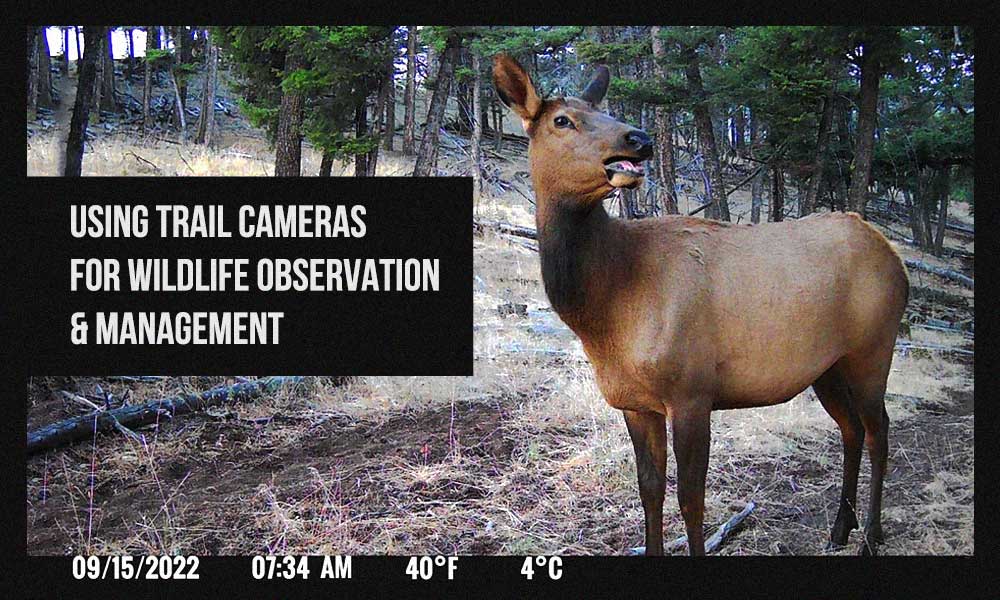 how to use trail cameras for wildlife observation