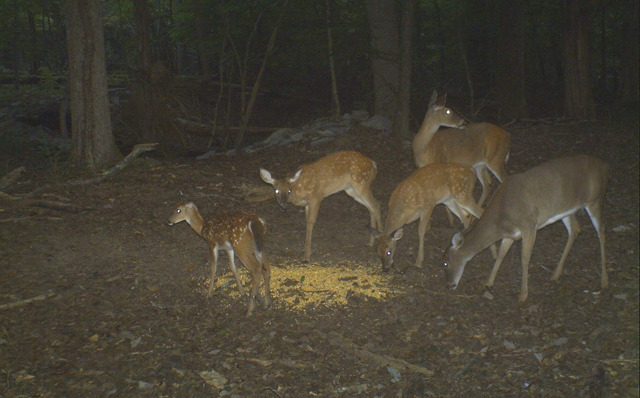 deer herd on trail camera