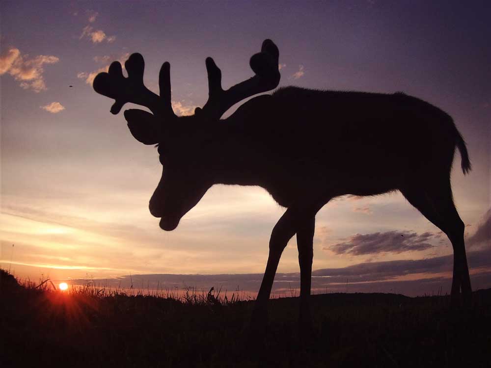 deer and sunset captured by trail camera