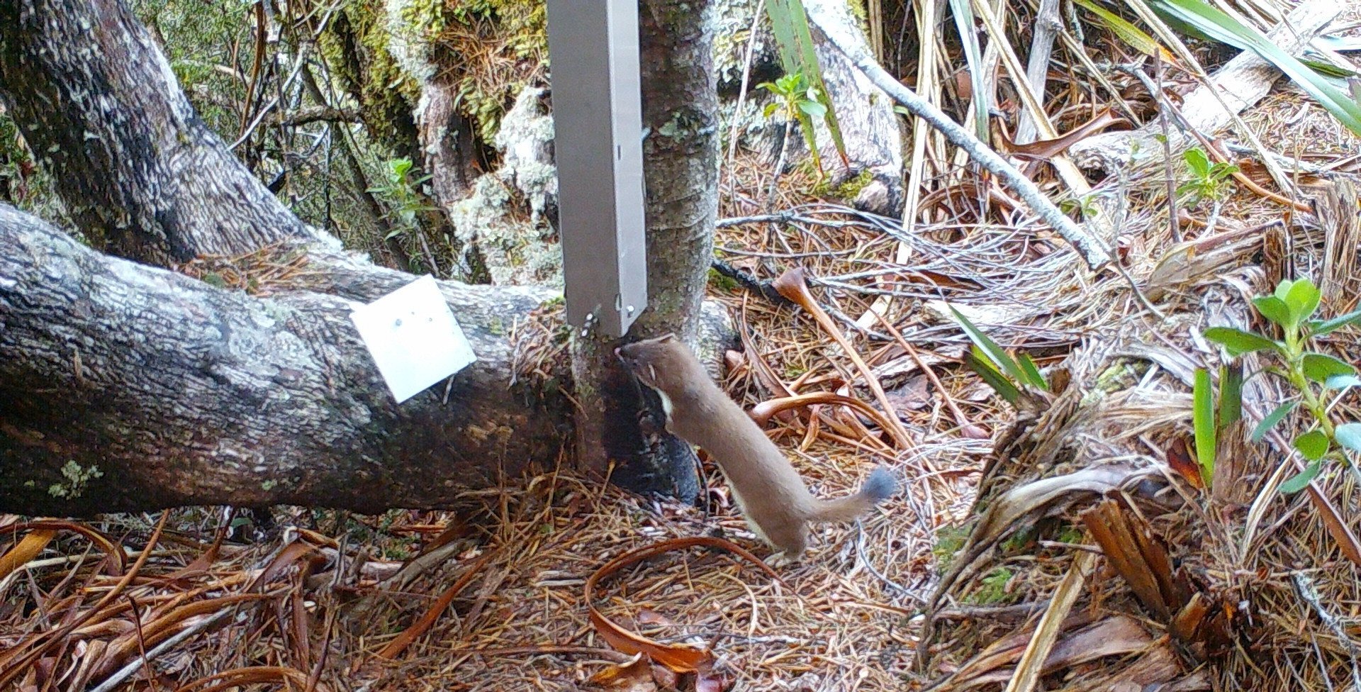 trail camera use in invasive species detection