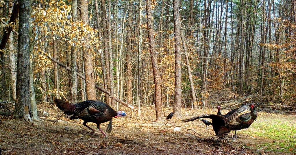 wild turkey caught by camera trap