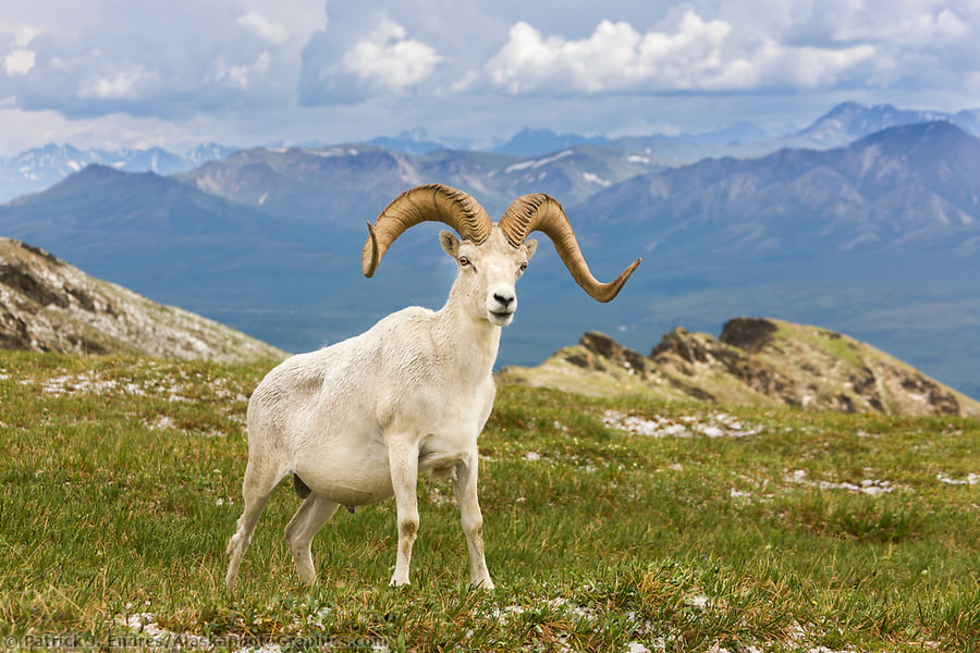 alaska dall goat