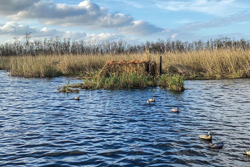 louisiana duck hunting