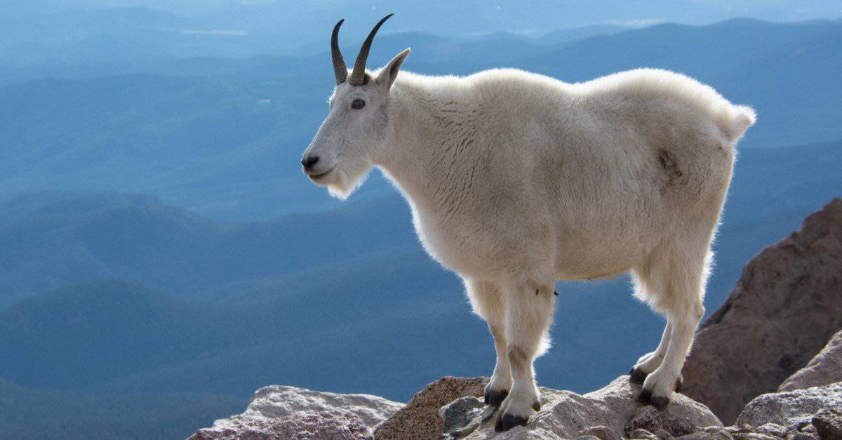 mountain goat