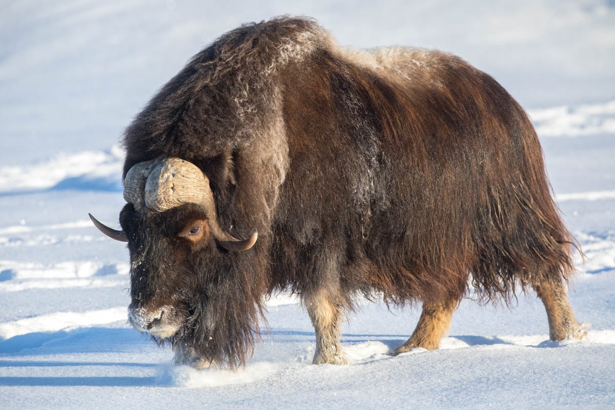 canada muskox