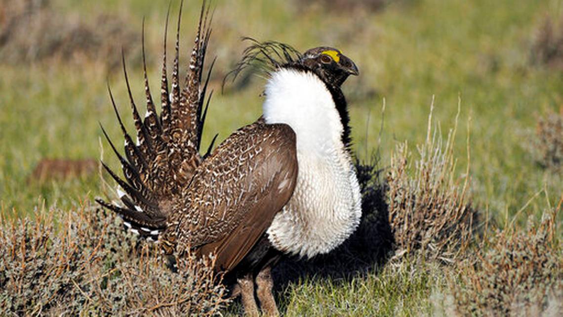 sage grouse hunting in idaho