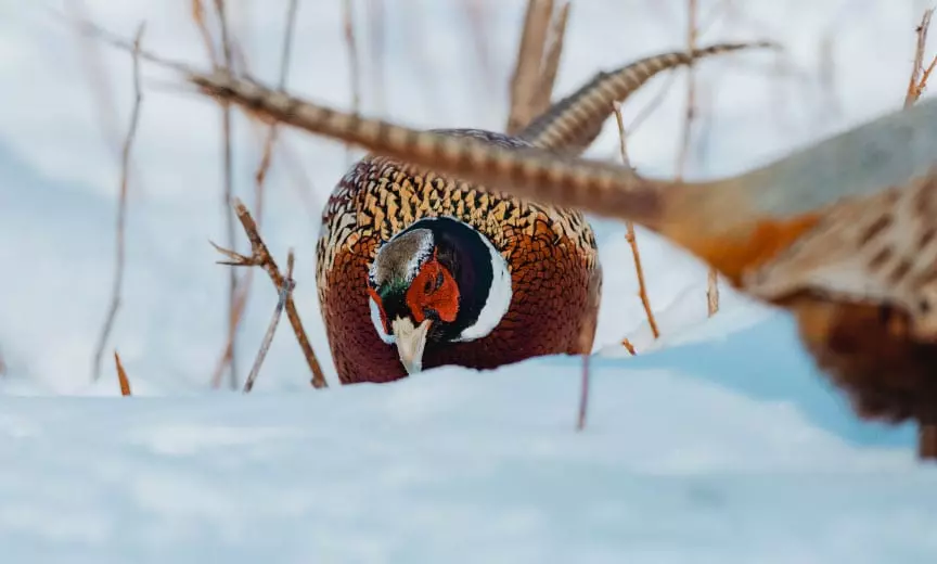 late season south dakota pheasant