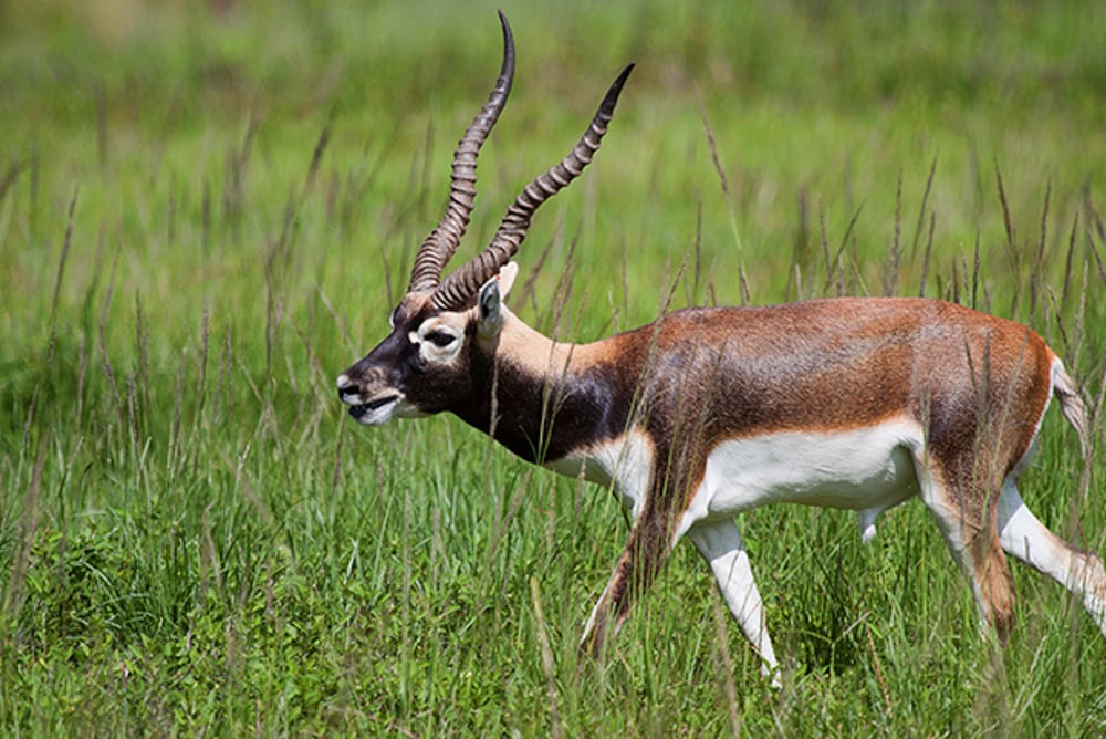 texas blackbuck