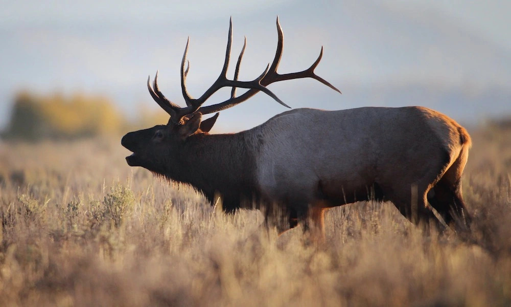 Elk Hunt