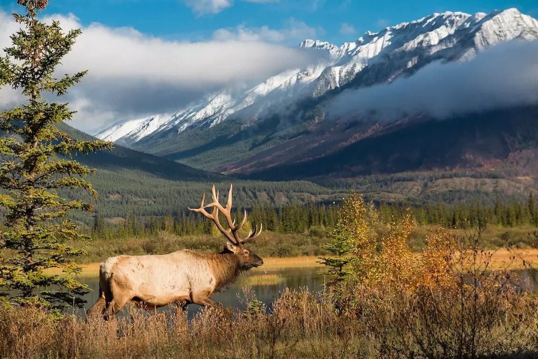 Elk Hunting mistakes