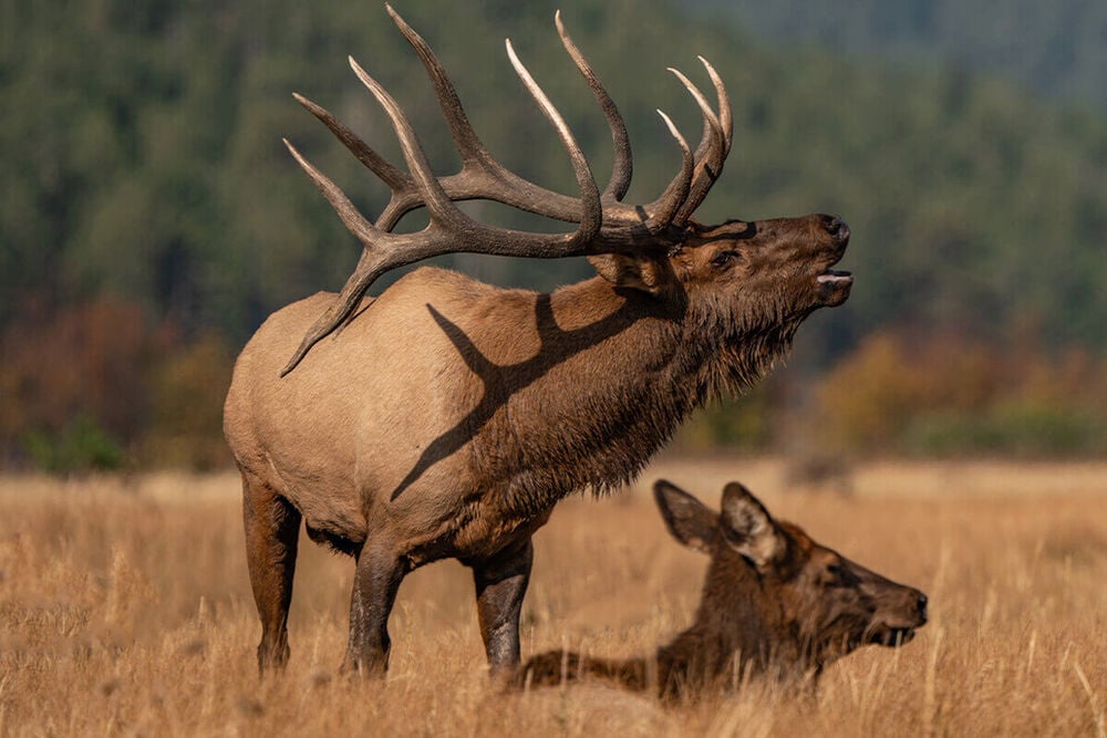 Elk Hunting mistakes