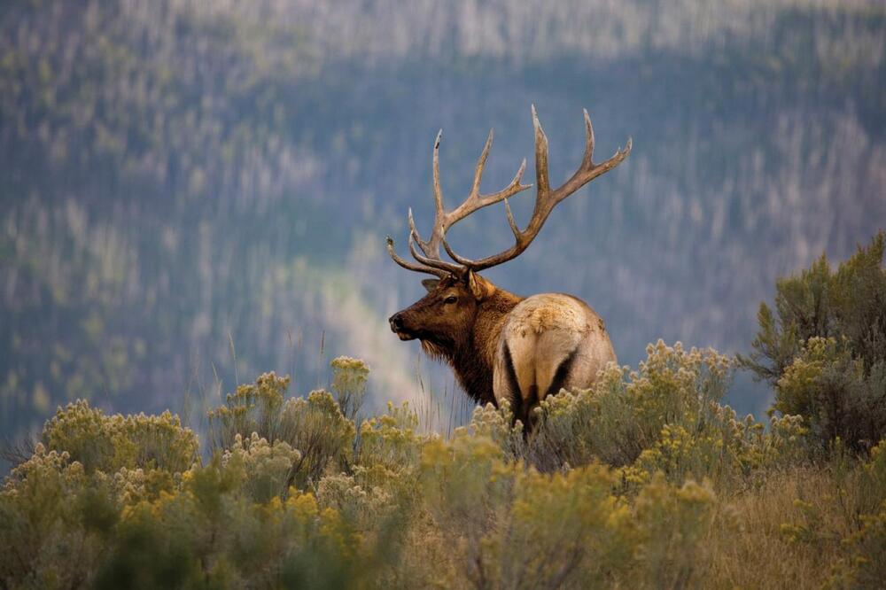Elk Hunting Guides