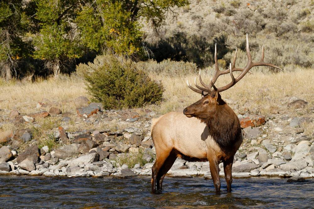 How to Hunt Elk