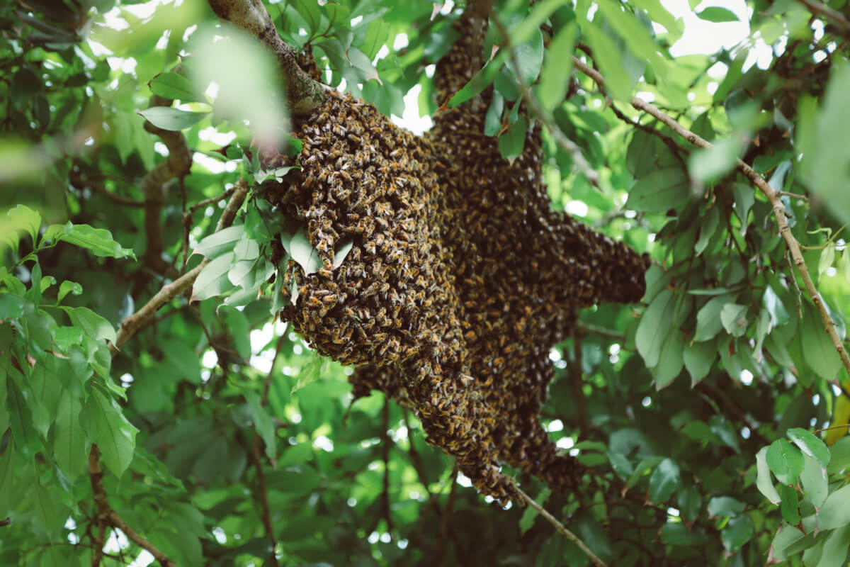 stinging-insects-in-summer