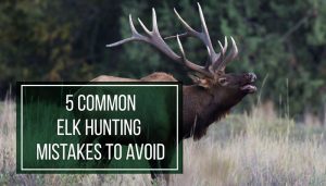 Elk Hunting Mistakes