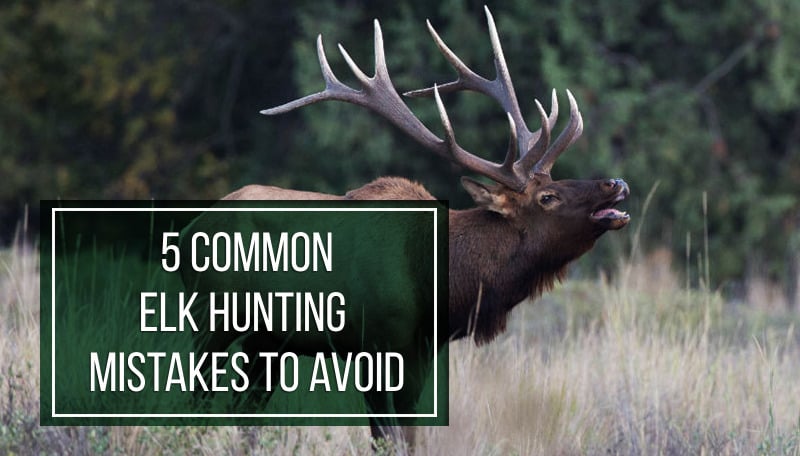 5 Common Elk Hunting Mistakes to Avoid