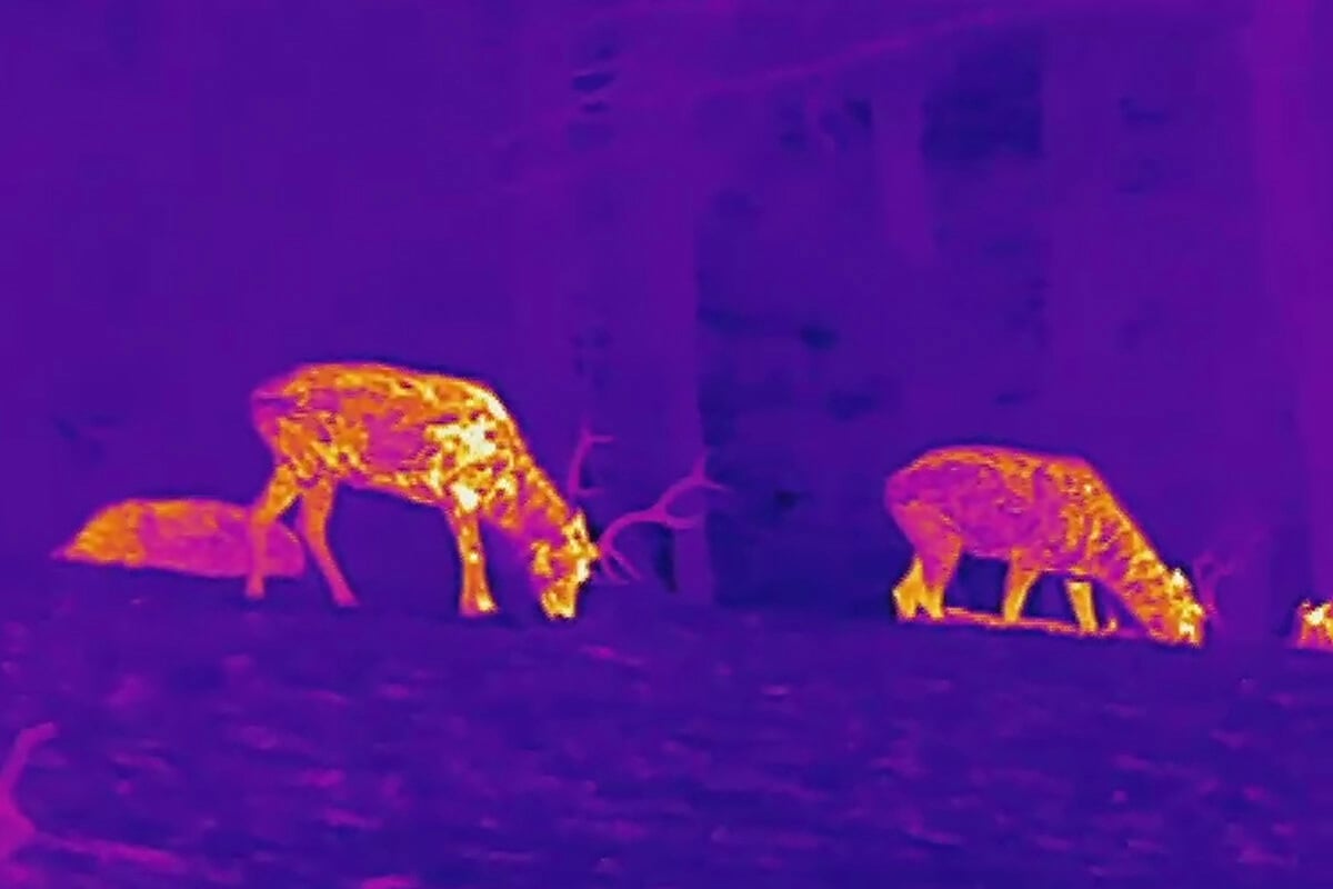 thermal camera deer hunting